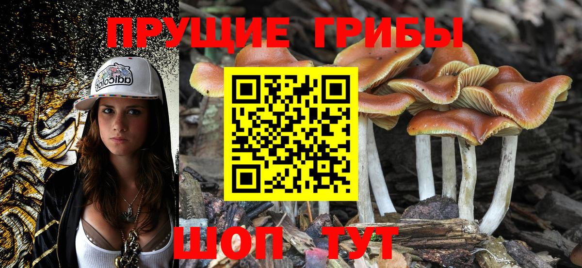 Псилоцибиновые грибы Psilocybine cubensis Краснознаменск